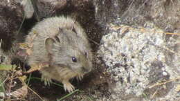 Image of Gansu Pika