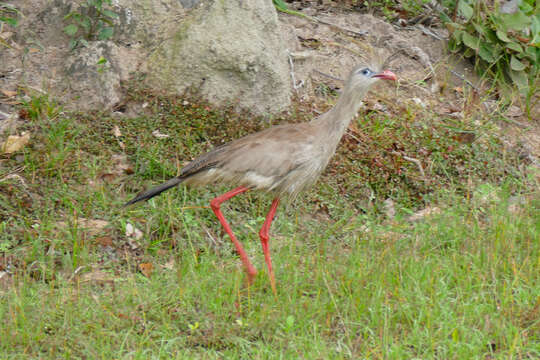 Image of Cariama Brisson 1760