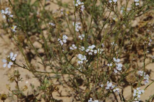 Image de Erucaria rostrata (Boiss.) A. W. Hill ex Greuter & Burdet