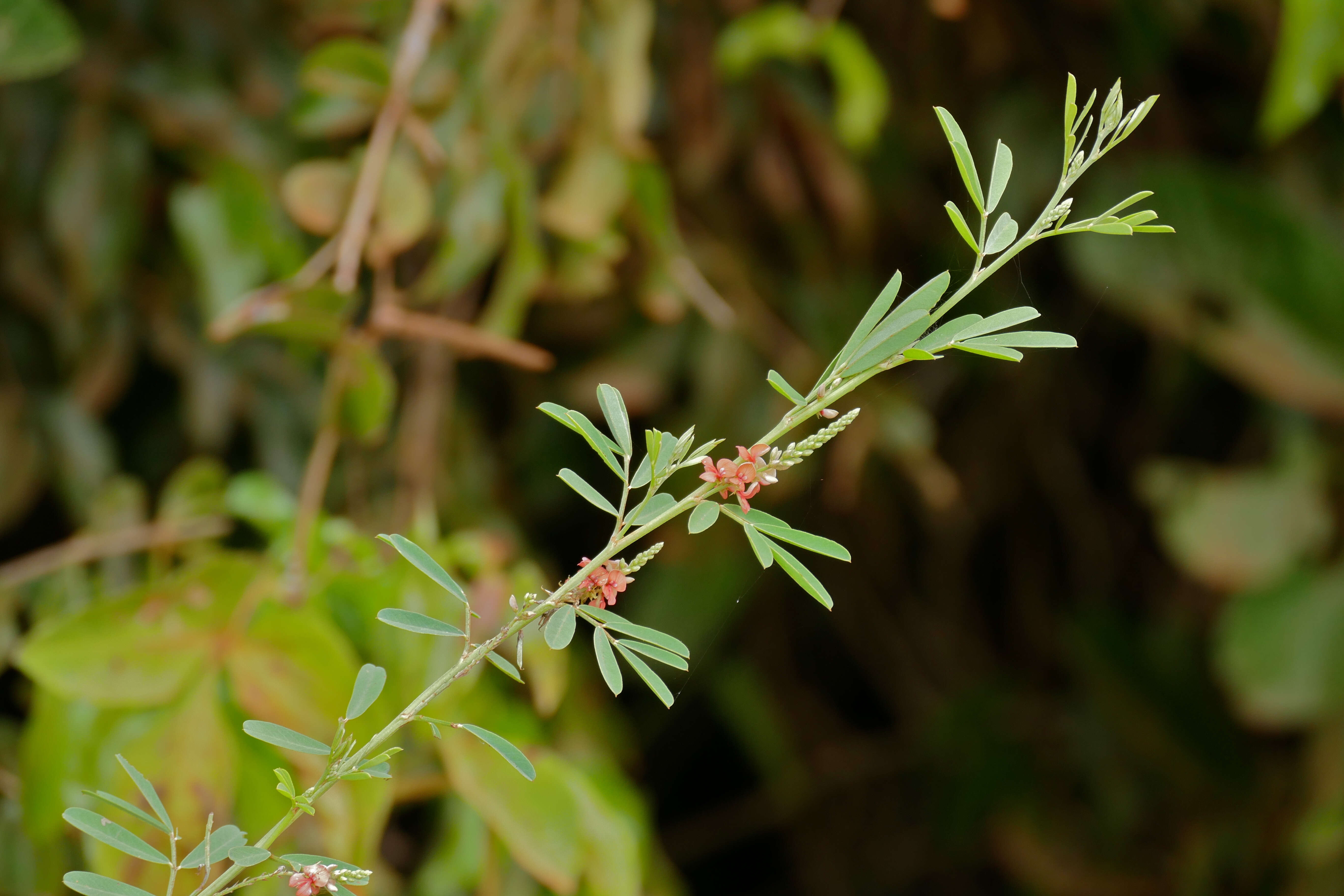 Imagem de Indigofera suffruticosa Mill.