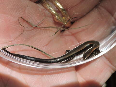 Image of Ground Skink