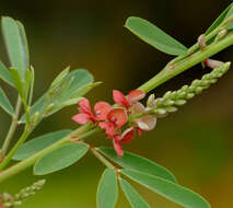 Imagem de Indigofera suffruticosa Mill.