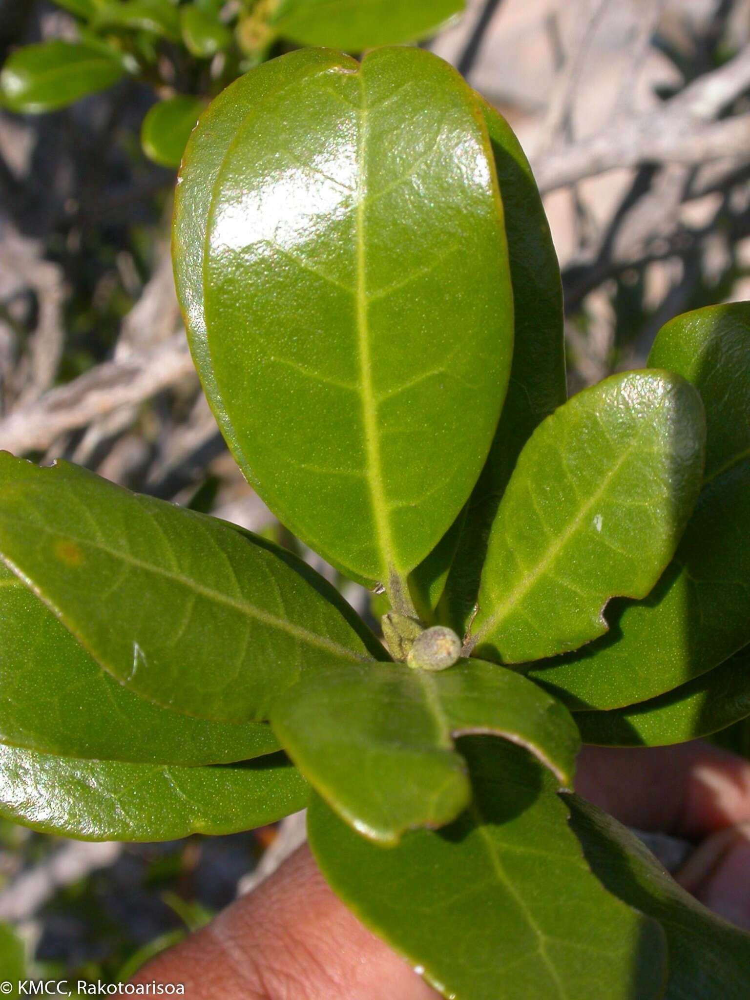 Image of Vitex uniflora Baker