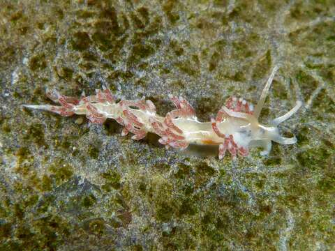 Coryphella verta Ev. Marcus 1970 resmi