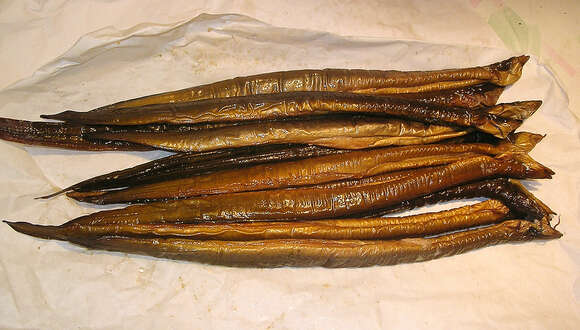 Image of European Eel