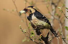 Image of Crested Barbet