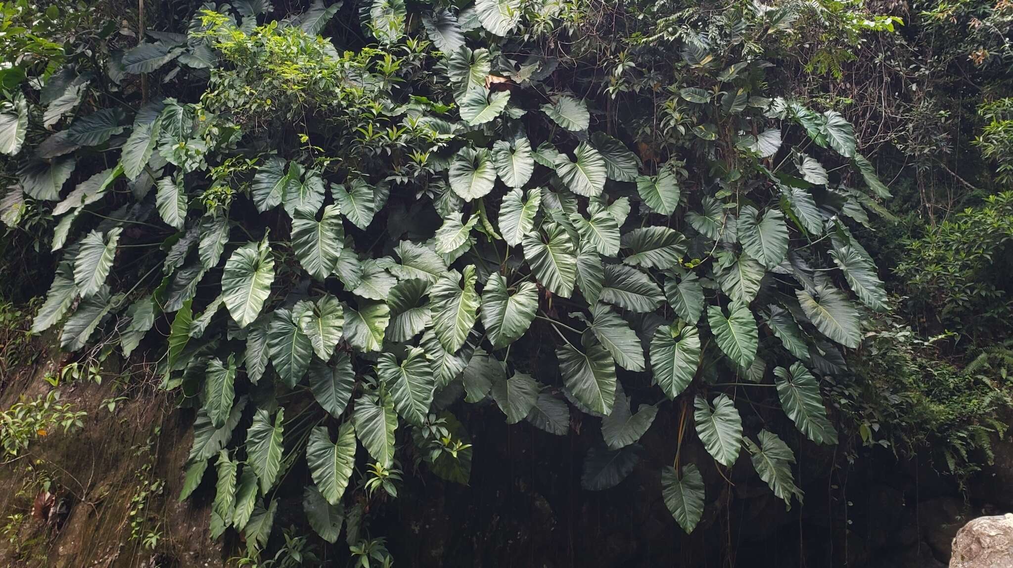 Image of giant philodendron