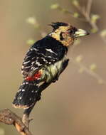 Image of Crested Barbet