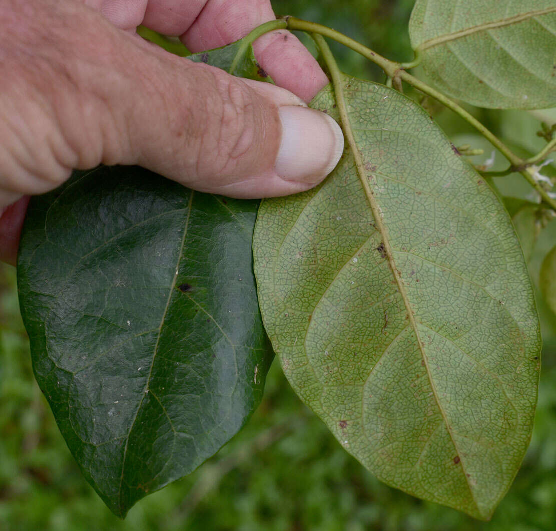 Image of Ichnocarpus