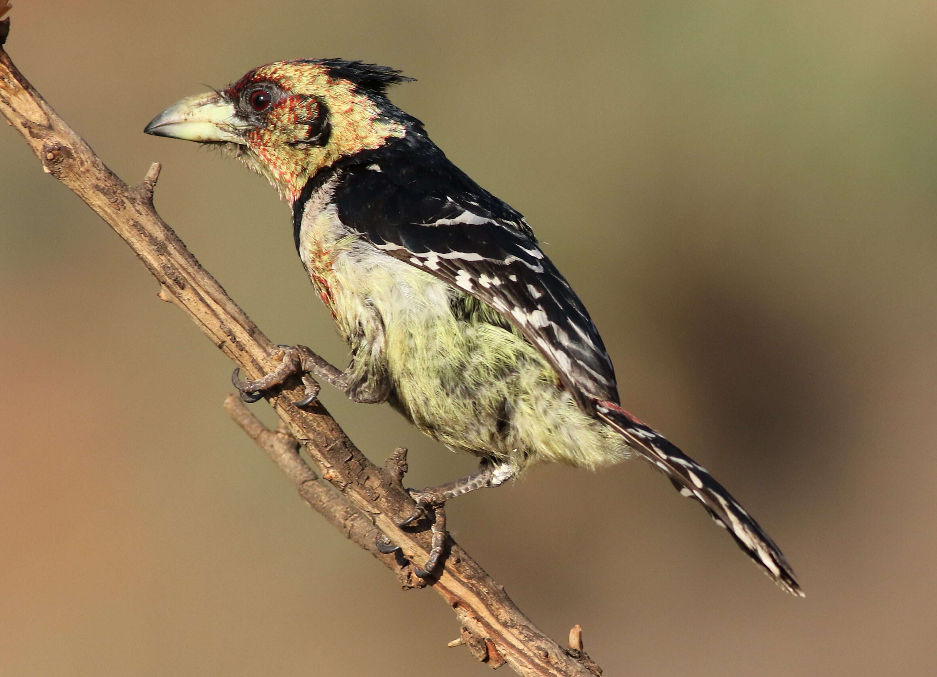 Image of Crested Barbet