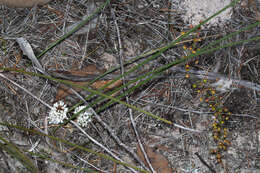 Image de Lomandra juncea (F. Muell.) Ewart