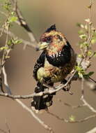 Image of Crested Barbet