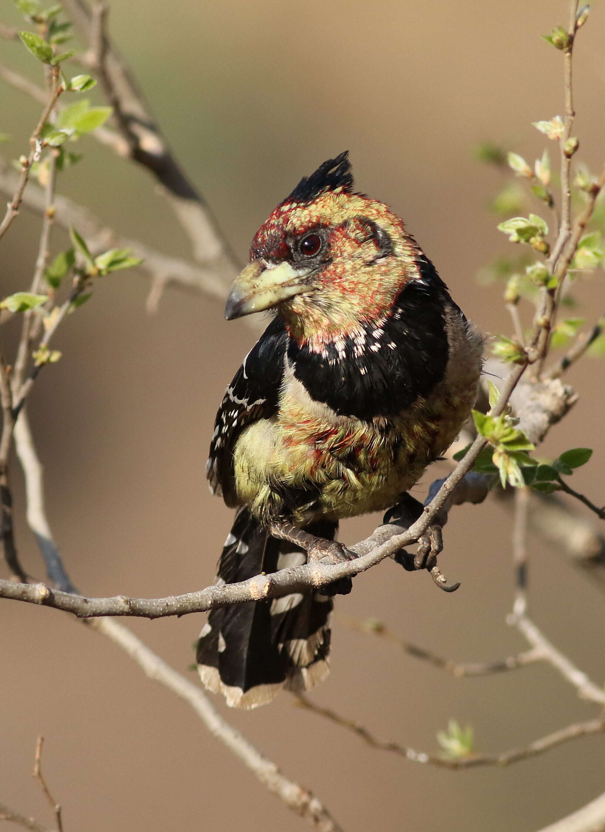 Image of Crested Barbet