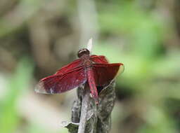 Image of Neurothemis taiwanensis Seehausen & Dow 2016