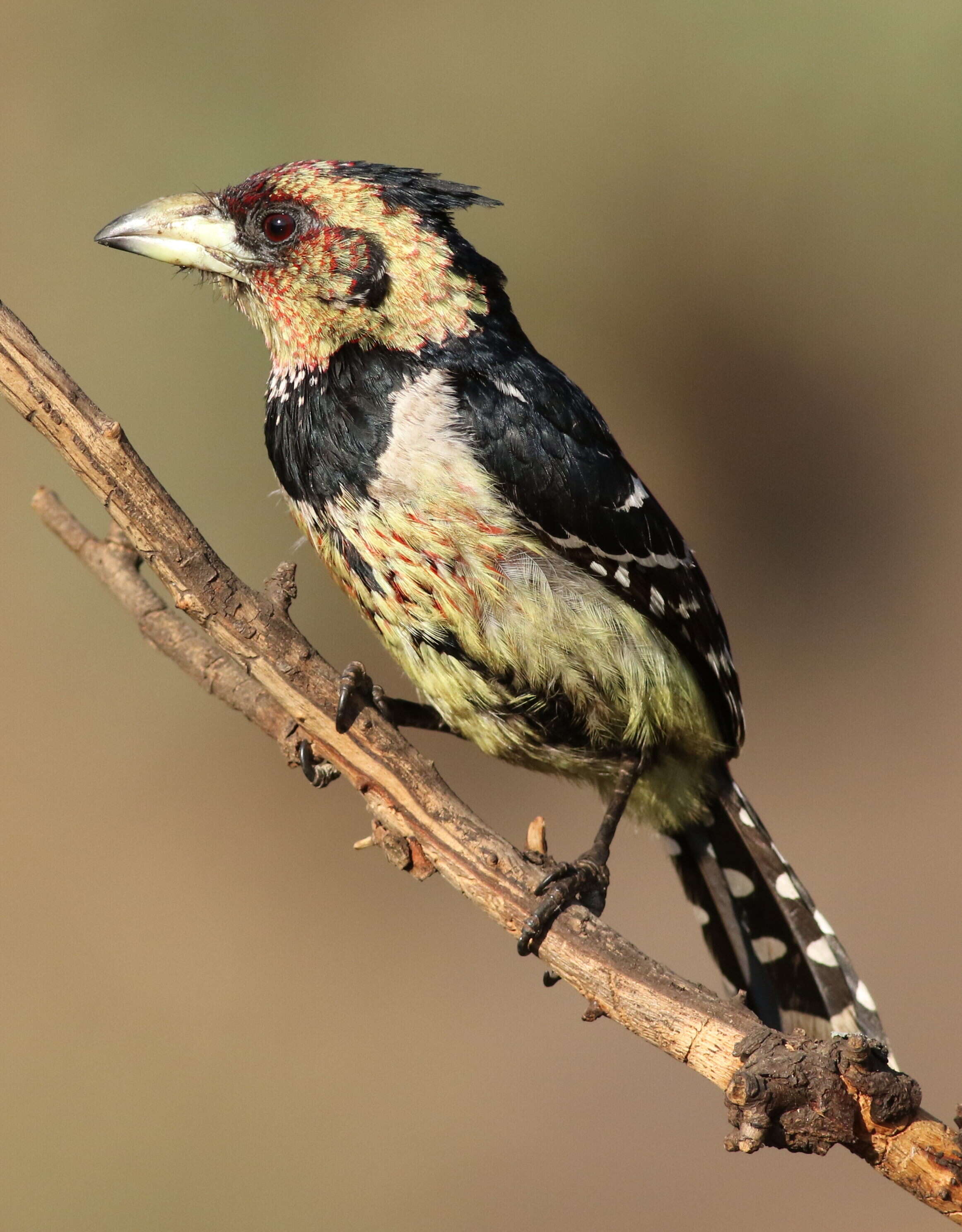 Image of Crested Barbet