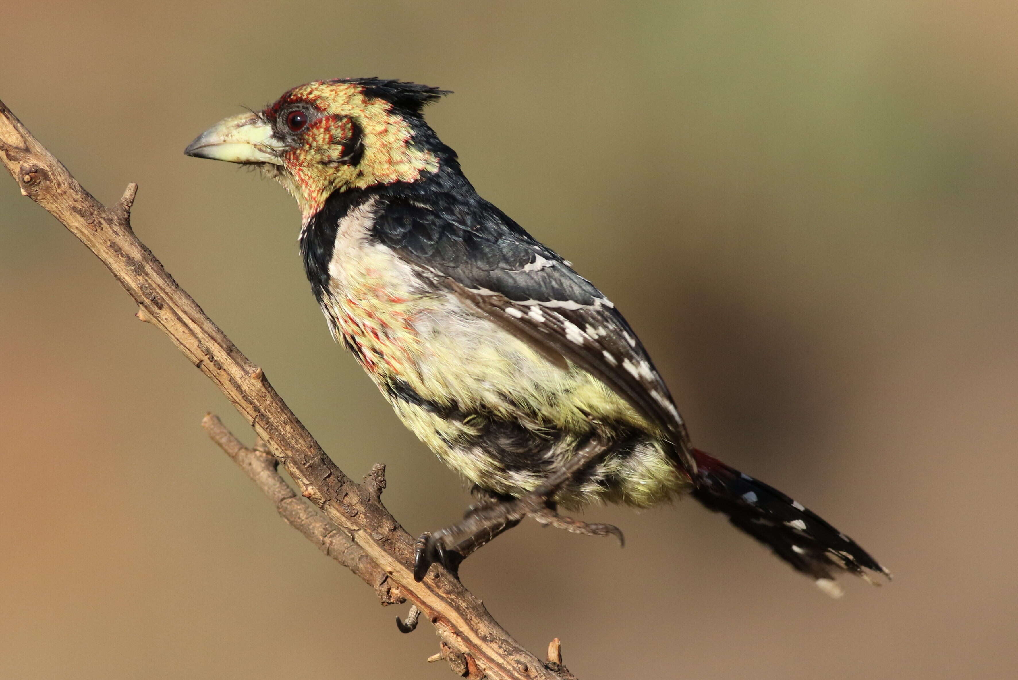 Image of Crested Barbet