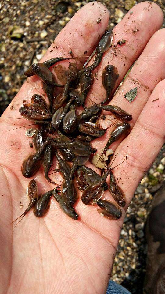 Image of Summer tadpole shrimp