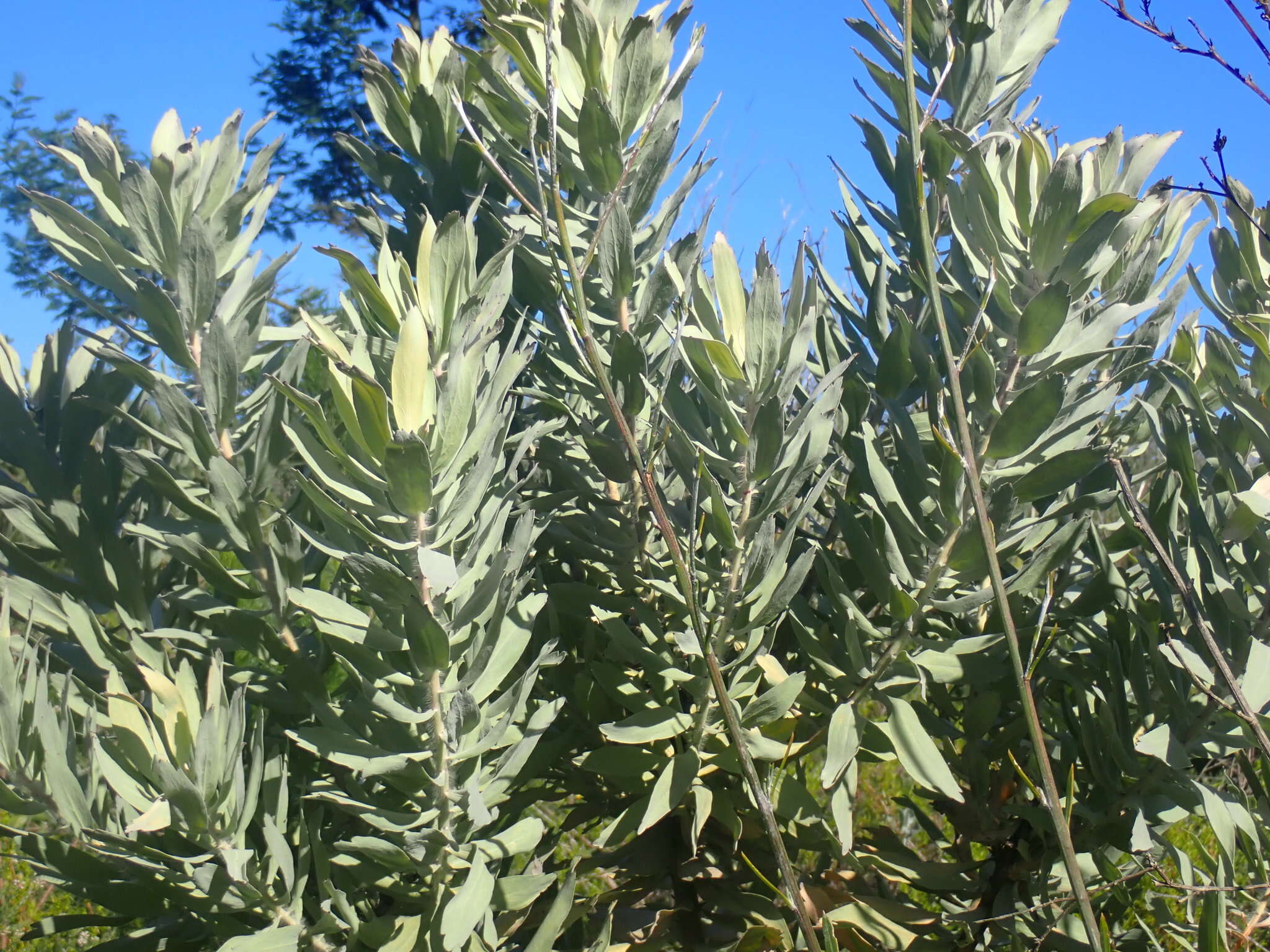 Image of Silver-leaf wheel pincushion