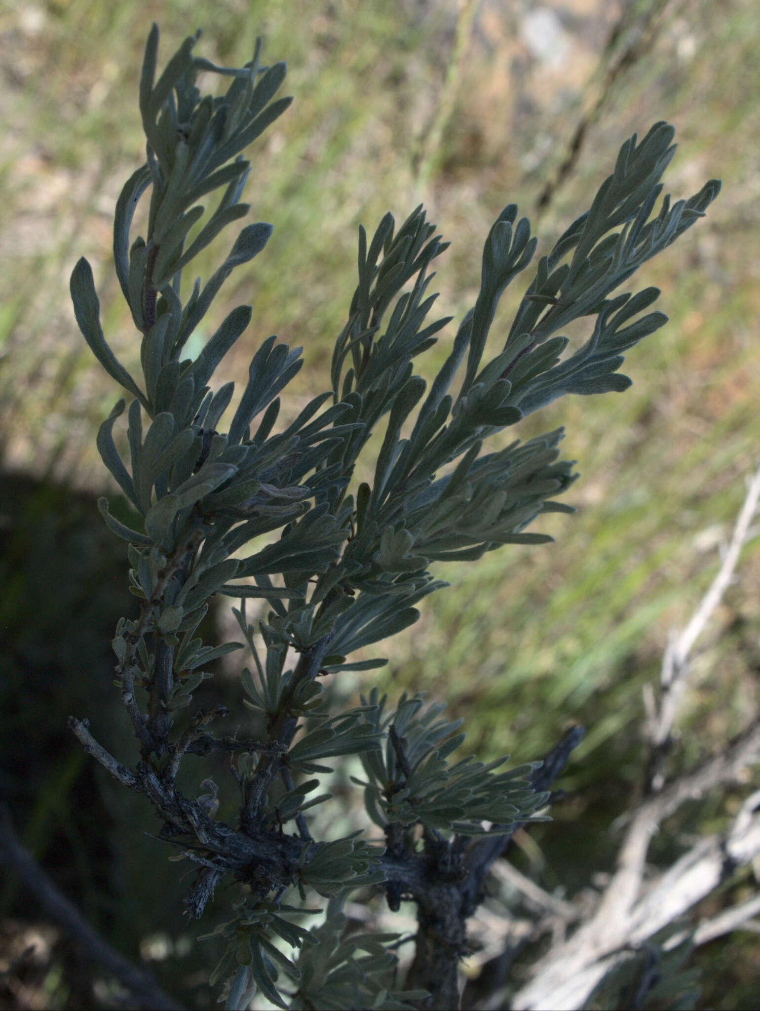 Sivun Artemisia rigida (Nutt.) A. Gray kuva