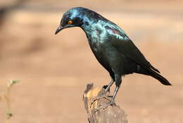 Image of Cape Glossy Starling