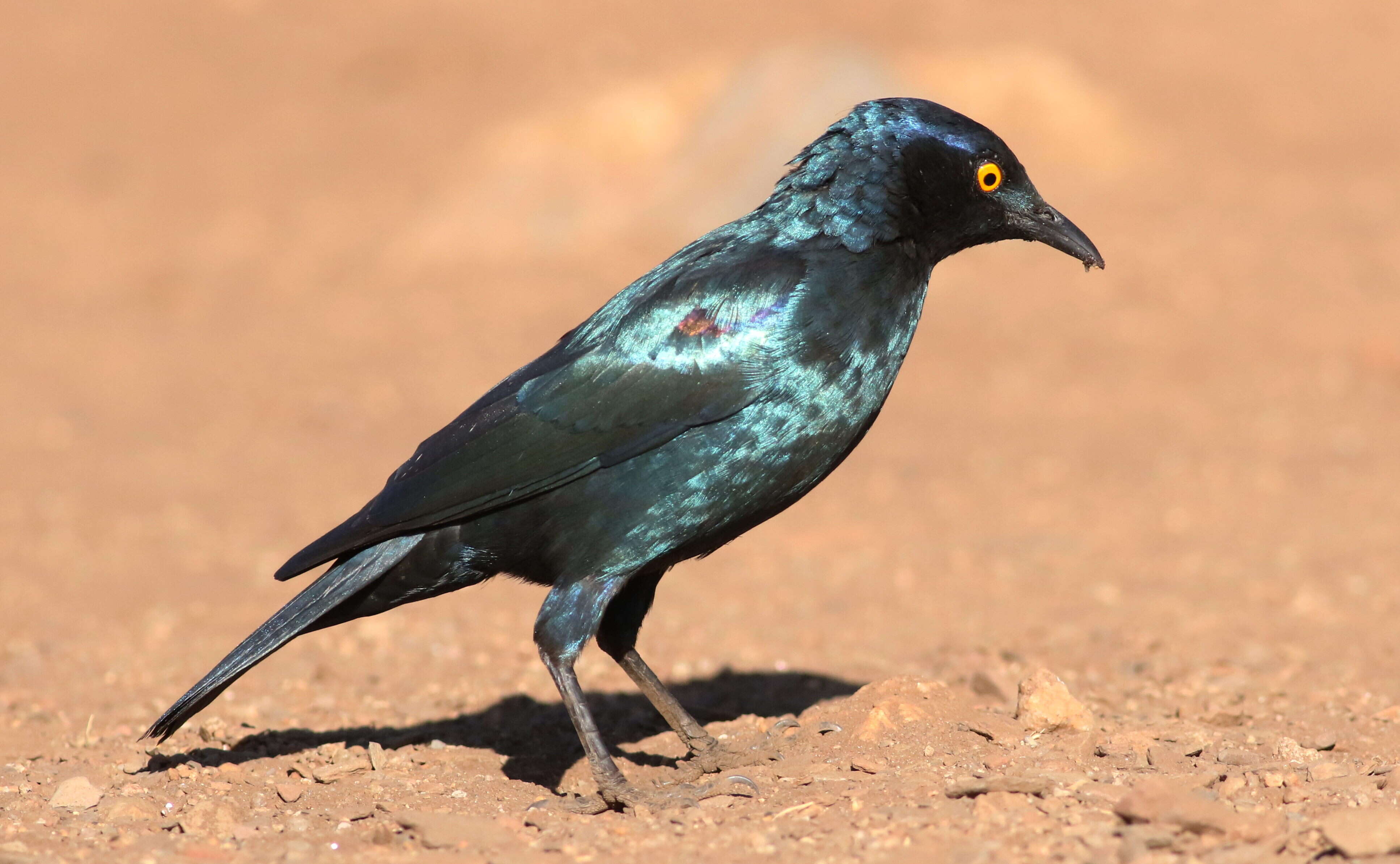 Image of Cape Glossy Starling