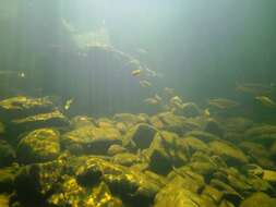 Image of fly-specked hardyhead