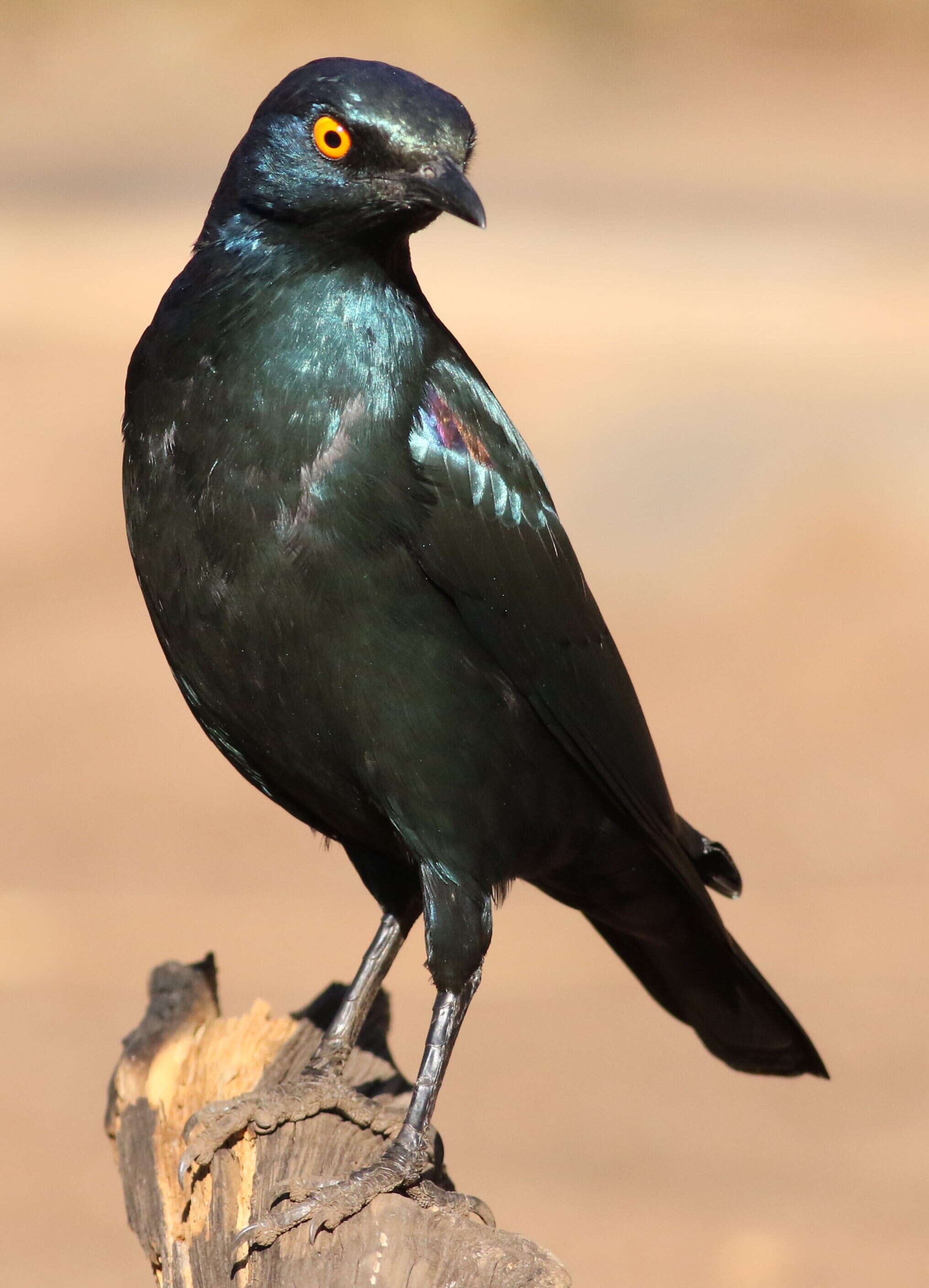 Image of Cape Glossy Starling