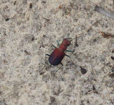 Image of Cicindela (Cicindela) formosa pigmentosignata W. Horn 1930