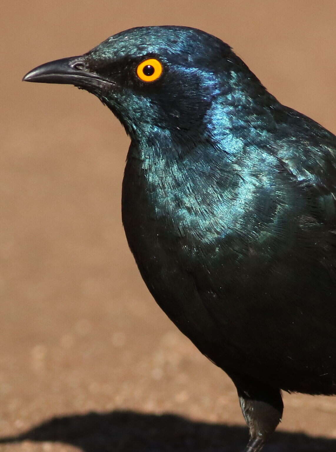 Image of Cape Glossy Starling