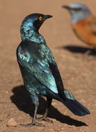 Image of Cape Glossy Starling