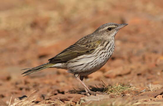 Image of Striped Pipit