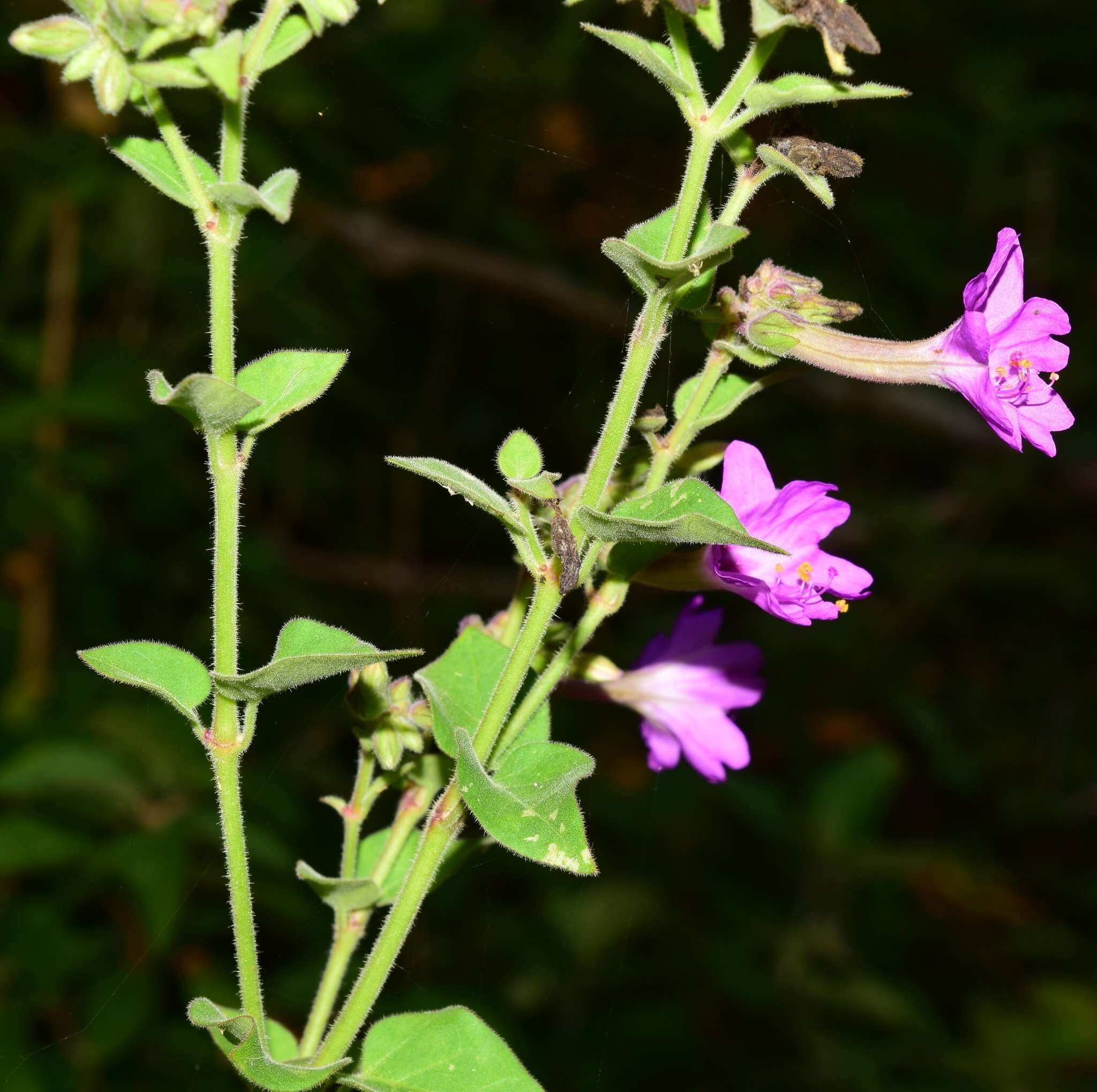 Mirabilis russellii A. Le Duc resmi