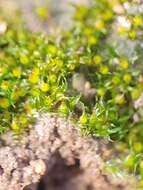 صورة Ephemerum recurvifolium Boulay 1872