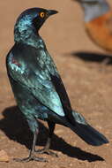 Image of Cape Glossy Starling