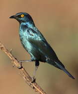 Image of Cape Glossy Starling