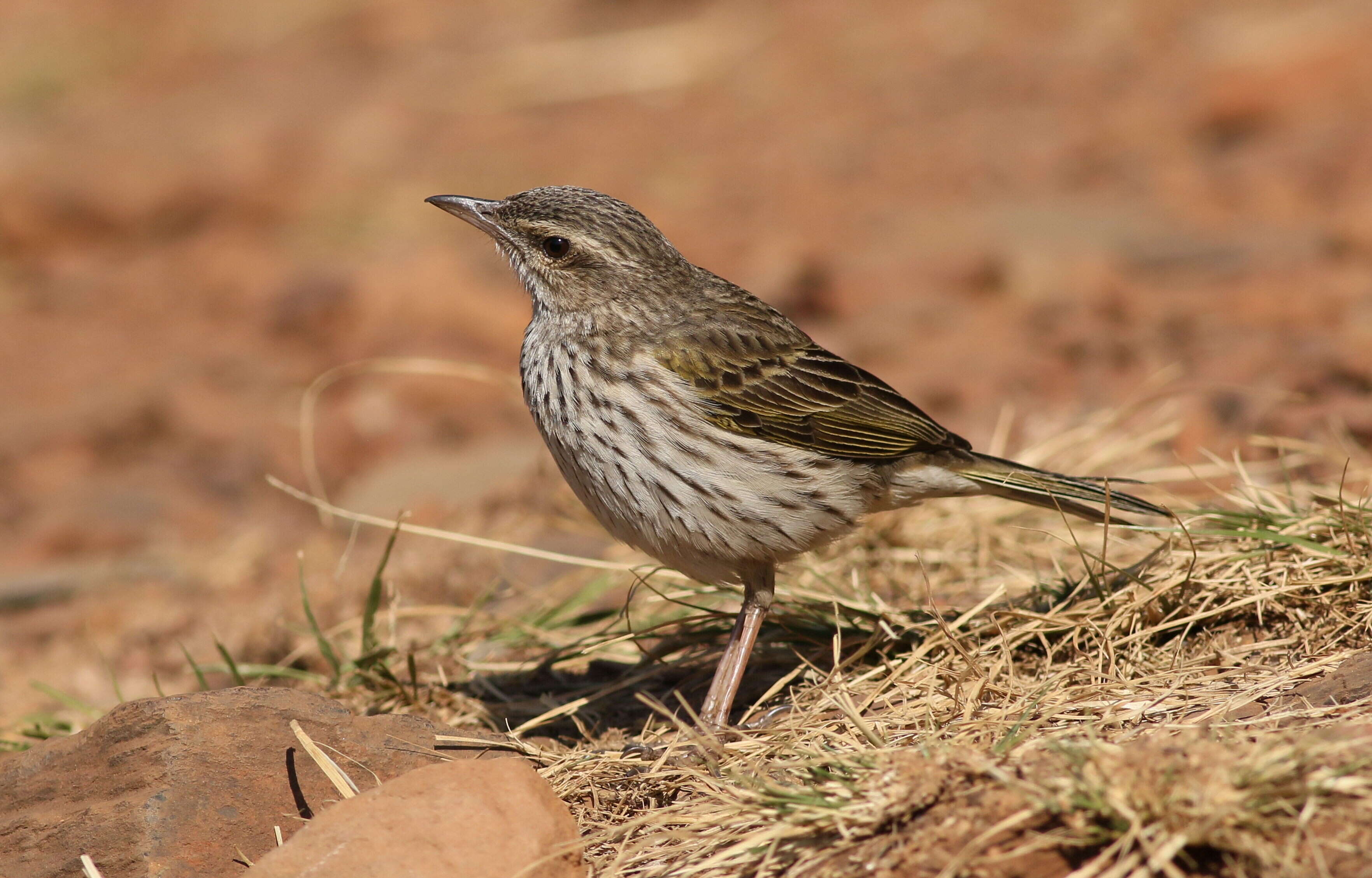 Image of Striped Pipit