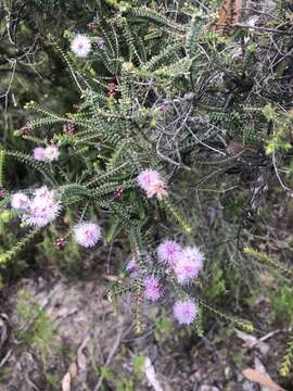 Image of Melaleuca gibbosa Labill.