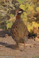 Image de Francolin noir