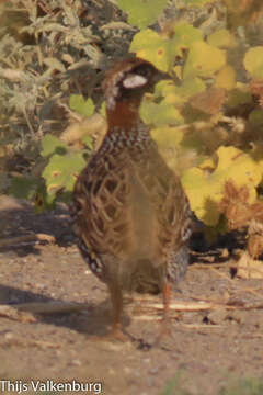 Image of Black Francolin