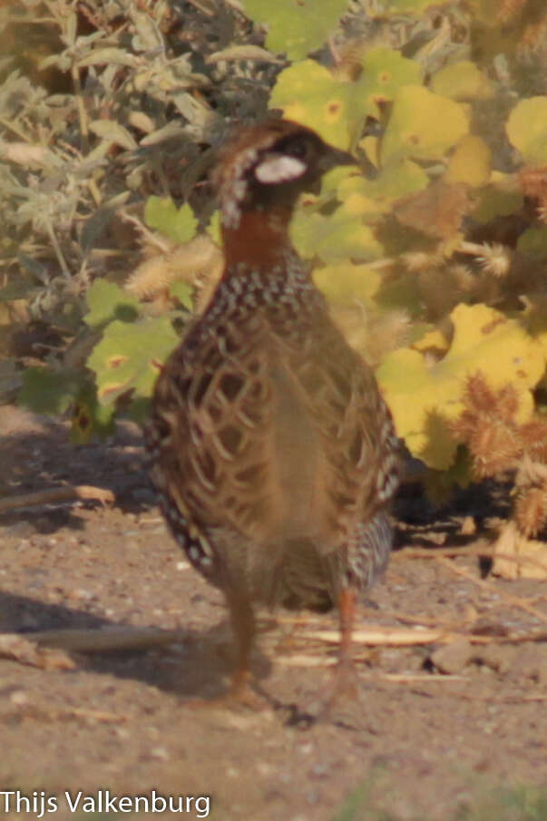 Слика од Francolinus francolinus (Linnaeus 1766)