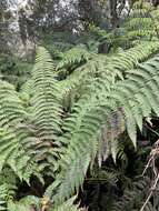 Image of Ainahou Valley Wood Fern