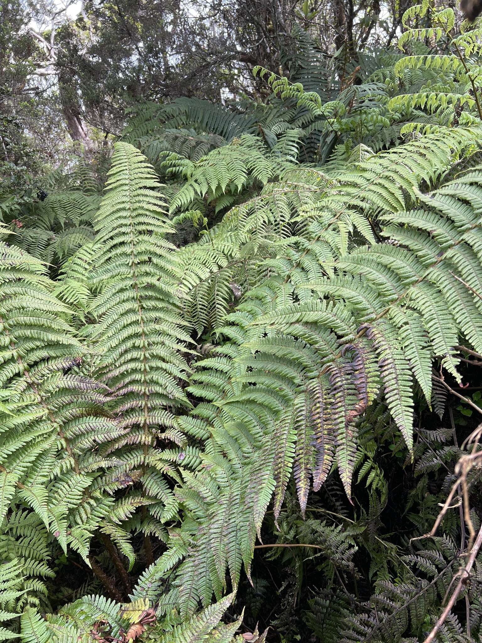 Imagem de Dryopteris subbipinnata W. H. Wagner & Hobdy