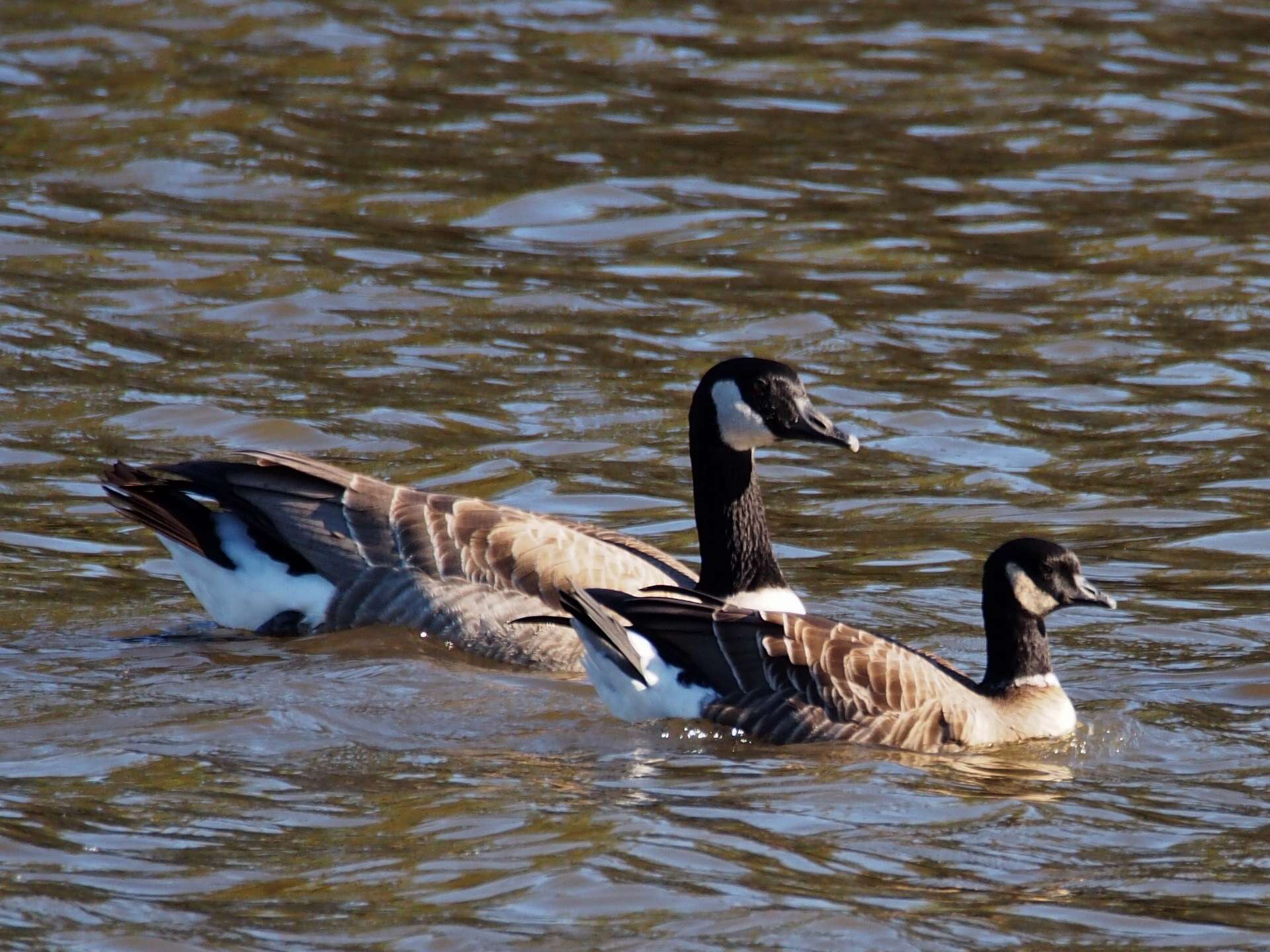 Plancia ëd Branta hutchinsii (Richardson 1832)