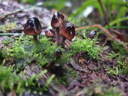 Sivun Mycena mulawaestris Grgur. 2003 kuva