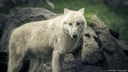 Image of Arctic wolf