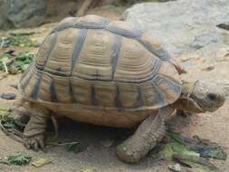 Image of Egyptian Tortoise