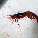 Image of purplehead gamba prawn