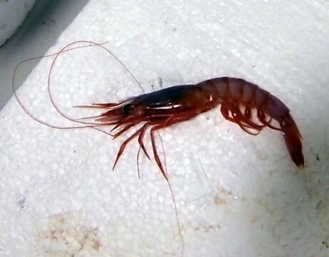 Image of purplehead gamba prawn