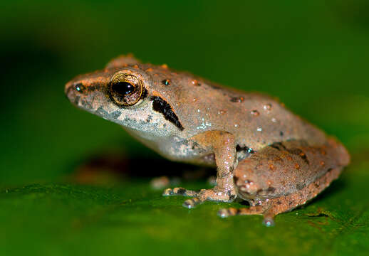 Image de Pseudophilautus wynaadensis (Jerdon 1853)