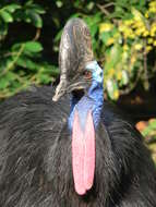 Image of Southern Cassowary